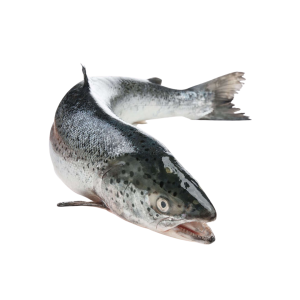 Whole Salmon Fish